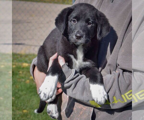 Medium Photo #3 German Shepherd Dog-Unknown Mix Puppy For Sale in Huntley, IL, USA