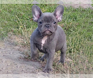 French Bulldog Puppy for sale in BOSTON, MA, USA