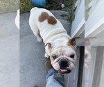 Small Photo #1 Bulldog Puppy For Sale in UMATILLA, OR, USA