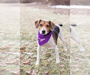 Blue - Male Beagle Dog for Adoption - Photo #2