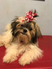 Shih Tzu Puppy for sale in HANOVER, PA, USA