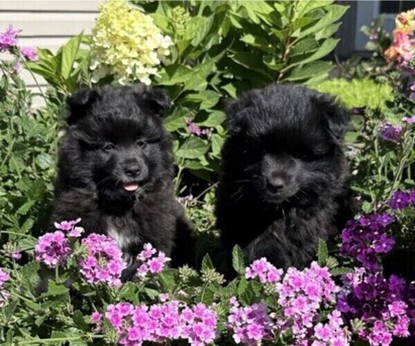 Medium Photo #2 Pomeranian Puppy For Sale in CURTISS, WI, USA
