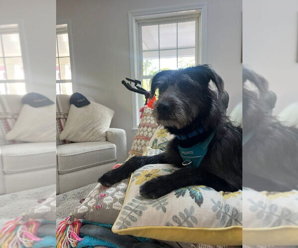 Medium Photo #2 Mutt Puppy For Sale in Oak Bluffs, MA, USA