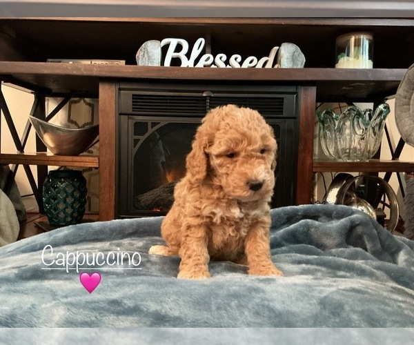 Medium Photo #1 Goldendoodle (Miniature) Puppy For Sale in KEWASKUM, WI, USA