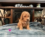 Puppy Cappuccino Goldendoodle (Miniature)