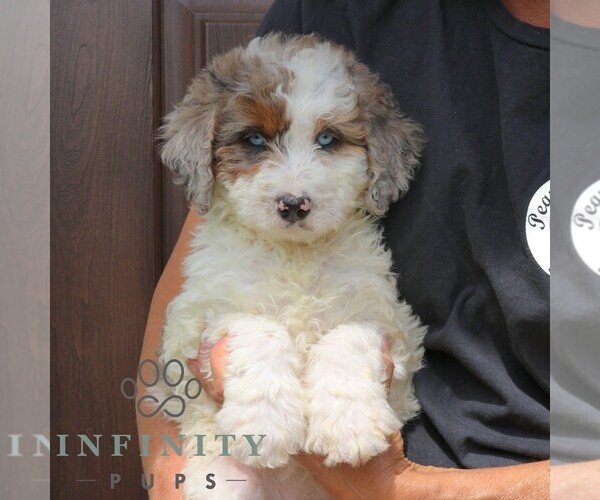 Medium Photo #4 Bernedoodle (Miniature) Puppy For Sale in NARVON, PA, USA