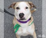Small #3 Bulldog Mix