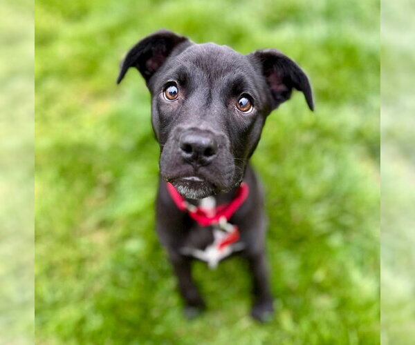 Medium Photo #24 Labrador Retriever-Unknown Mix Puppy For Sale in Canton, CT, USA