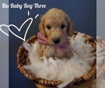 Puppy 3 Goldendoodle