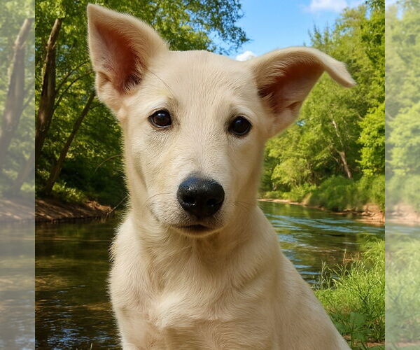 Medium Photo #4 Labrador Retriever-Unknown Mix Puppy For Sale in Vail, AZ, USA