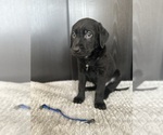 Puppy 1 Chocolate Labrador retriever-German Shepherd Dog Mix