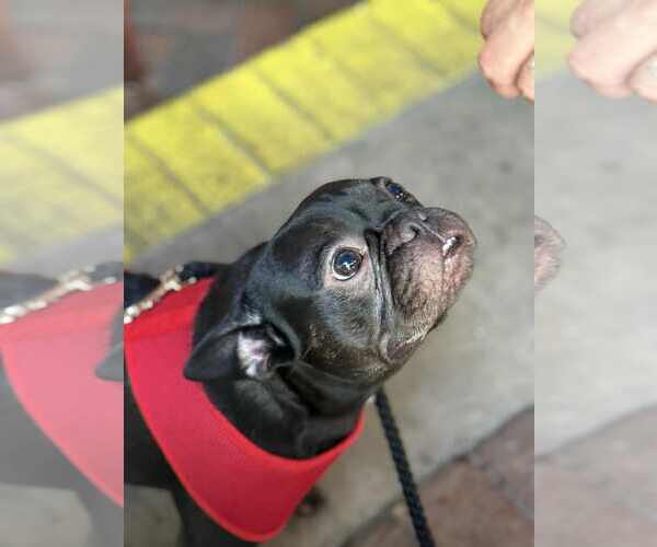 Medium Photo #2 French Bulldog Puppy For Sale in Valrico, FL, USA