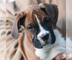 Small Photo #1 Boxer Puppy For Sale in PINE GROVE, PA, USA