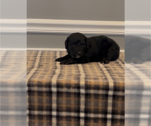 Medium Photo #21 Bernedoodle-Labradoodle Mix Puppy For Sale in MILFORD, NJ, USA