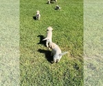Small Photo #5 Labrador Retriever Puppy For Sale in SILSBEE, TX, USA