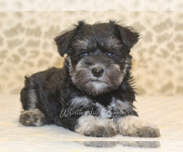 Medium Photo #2 Schnauzer (Miniature) Puppy For Sale in DENVER, PA, USA