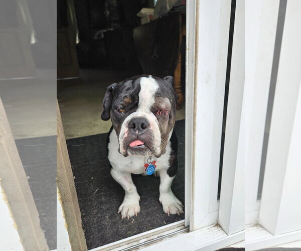 Medium Photo #8 Bulldog Puppy For Sale in St. Louis Park, MN, USA