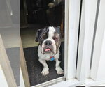 Small #7 Bulldog