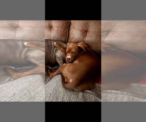 Medium Photo #7 Staffordshire Bull Terrier-Unknown Mix Puppy For Sale in Dana Point, CA, USA