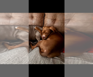 Dory - Female Boxer-Staffordshire Bull Terrier Mix Dog for Adoption - Photo #7