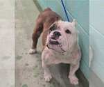 Small #1 Bulldog Mix
