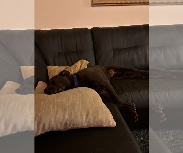 Medium Photo #6 American Staffordshire Terrier-Bullmastiff Mix Puppy For Sale in Holly Springs, NC, USA