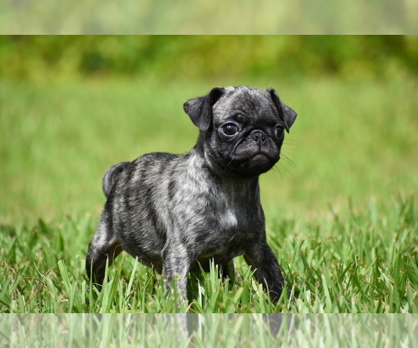 Medium Photo #1 Pug Puppy For Sale in PALM COAST, FL, USA