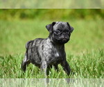 Image preview for Ad Listing. Nickname: Butter Bean