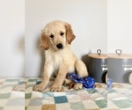 Image preview for Ad Listing. Nickname: Murphy