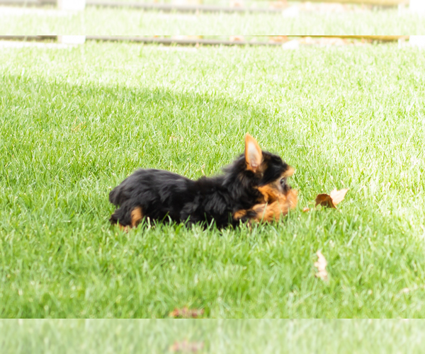 Medium Photo #3 Yorkshire Terrier Puppy For Sale in NAPPANEE, IN, USA