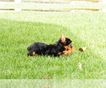 Small #2 Yorkshire Terrier