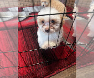 Maltipoo Puppy for Sale in LOS ANGELES, California USA
