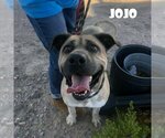 Small Mastiff Mix