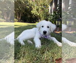 Sampson - Male Great Pyrenees Dog for Adoption - Small photo