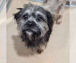 Small #1 Shih Tzu