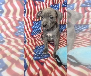 American Bully Puppy for sale in GROVETOWN, GA, USA