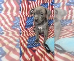 Image preview for Ad Listing. Nickname: Rex
