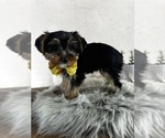 Small #2 Yorkshire Terrier