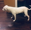 Small Photo #19 Dogo Argentino Puppy For Sale in LUTZ, FL, USA