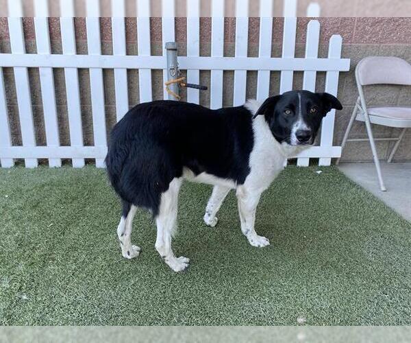 Medium Photo #1 Border Collie Puppy For Sale in Modesto, CA, USA