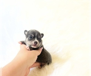 Chihuahua Puppy for sale in SACRAMENTO, CA, USA