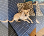 Small #10 Cairn Terrier Mix