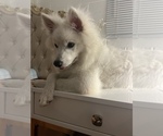 Small Photo #1 American Eskimo Dog Puppy For Sale in ARCADIA, CA, USA
