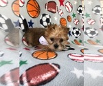 Small Photo #5 Morkie Puppy For Sale in LAKELAND, FL, USA