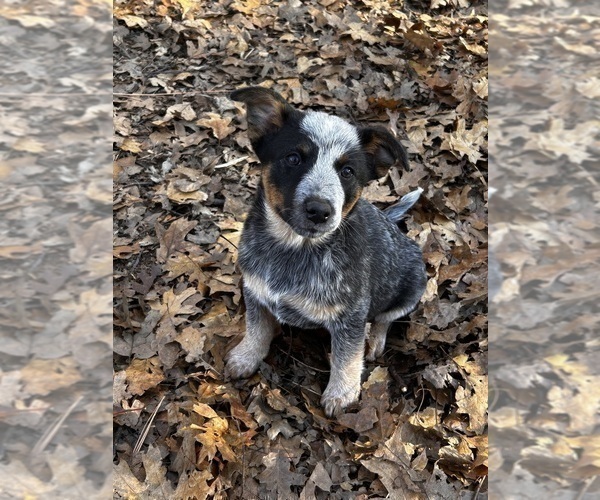 Medium Photo #3 Australian Cattle Dog Puppy For Sale in OREGON HOUSE, CA, USA