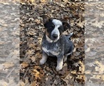 Small #2 Australian Cattle Dog