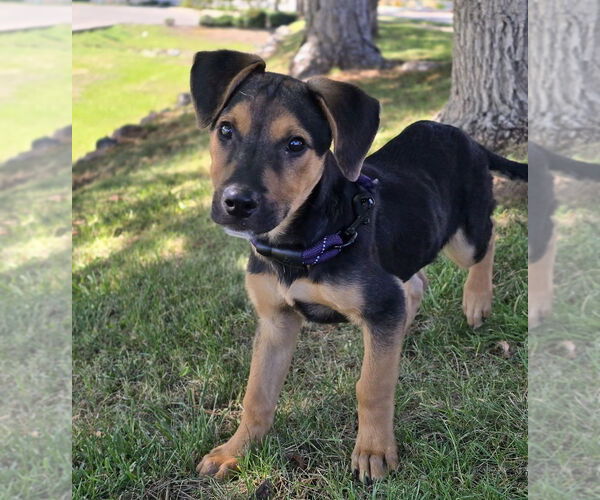 Medium Photo #17 Shollie Puppy For Sale in Lakewood, CO, USA