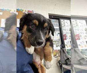 Anatolian Shepherd-Unknown Mix Dogs for adoption in Waco, TX, USA