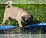 Small #2 Pug
