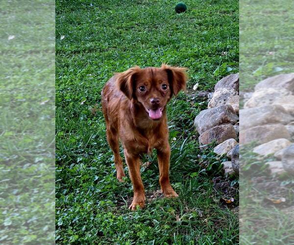 Medium Photo #9 Chiranian Puppy For Sale in Greenville, SC, USA